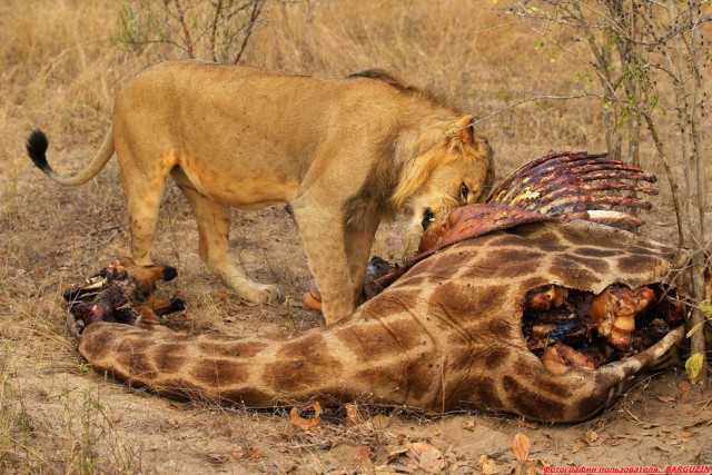 Лев откусывает голову жирафу!