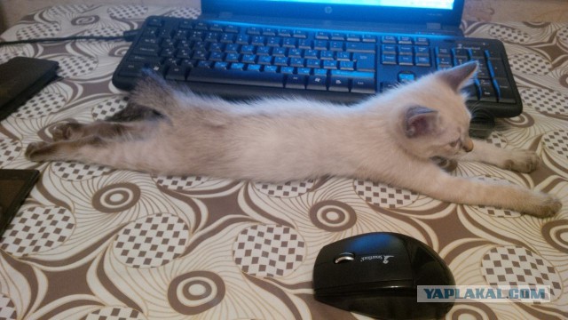 Котовторник 26.08.14.