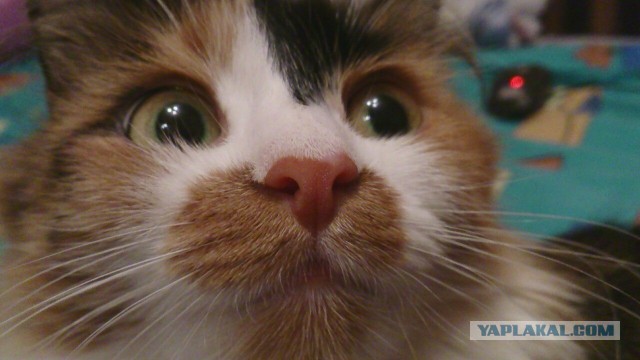 Котовторник 09.09.2014