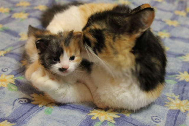 Котовторник 30.09.2014