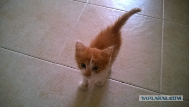 Котовторник 9.12.2014