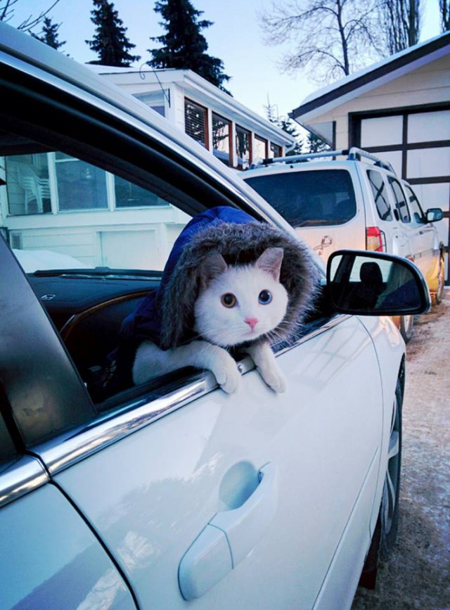 Котовоскресенье