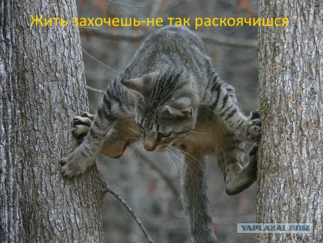 Подборка картинок