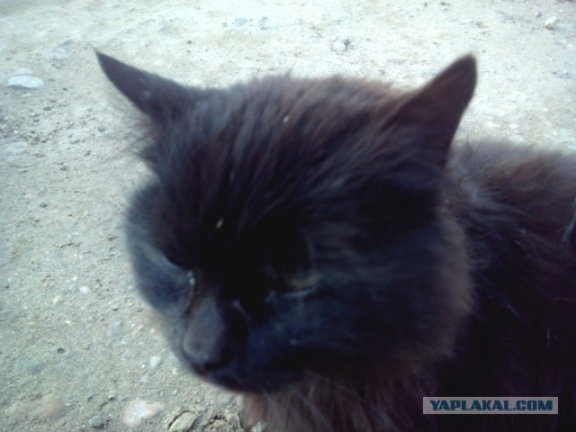 Котовторник