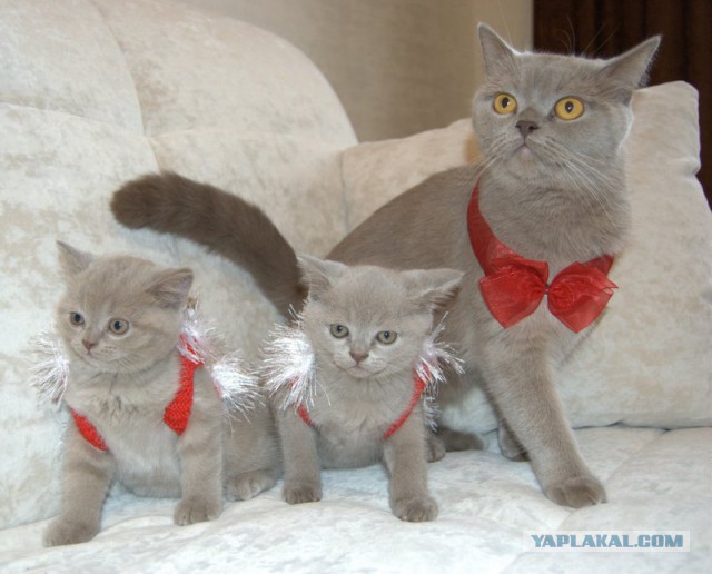 Котовторник 24.03.2015