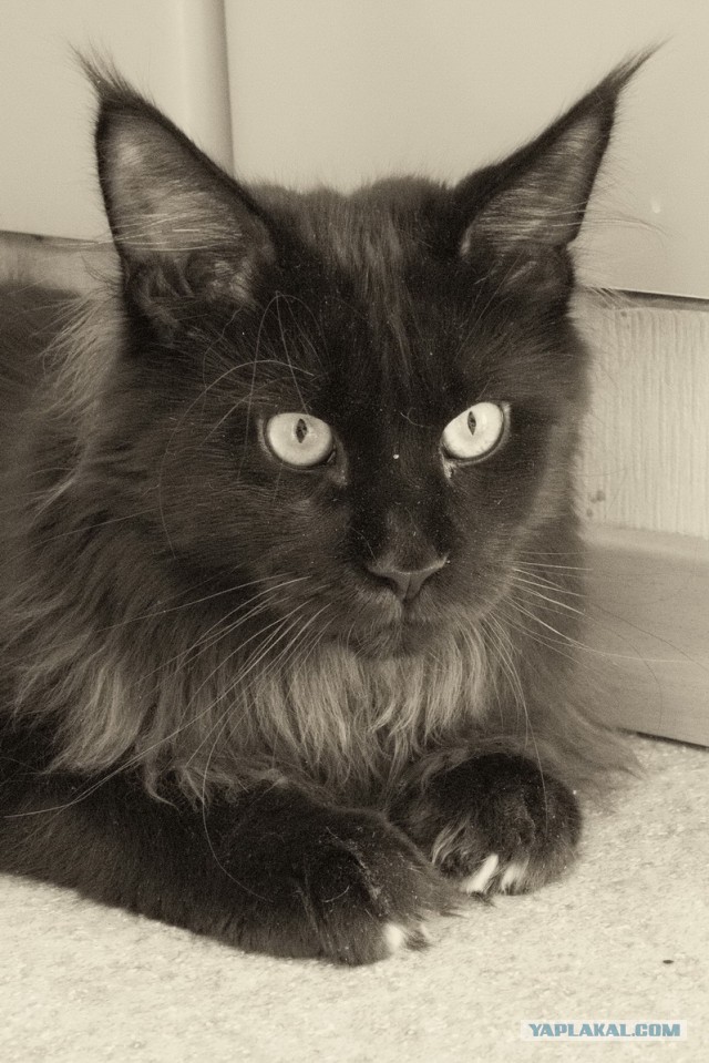 Котовторник 31.03.2015