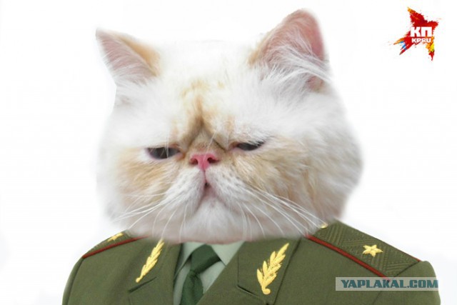 Трусливое быдло-подхалим