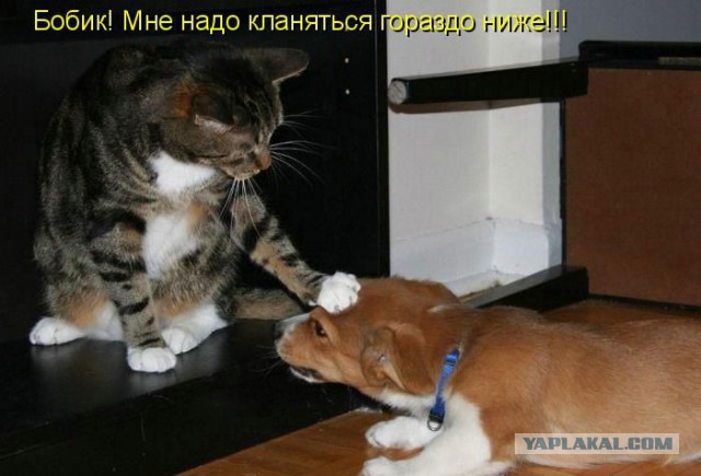 Котовторник 16.06.2015., Котовторник наступил!