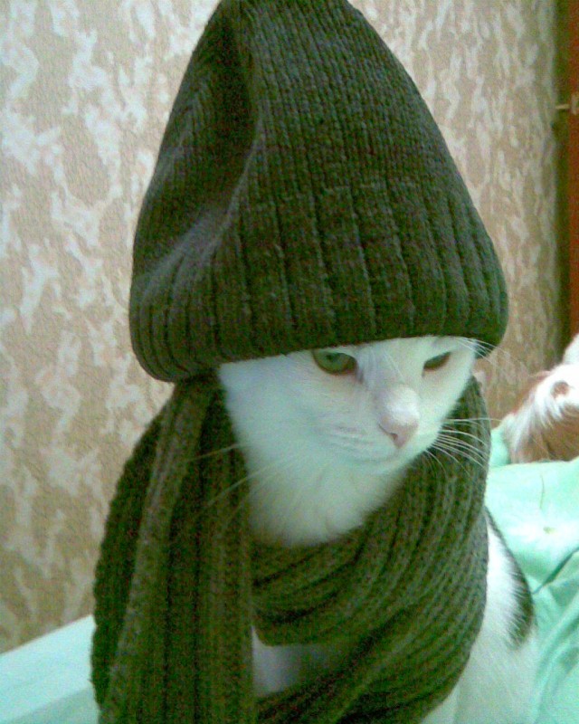 Котосеть