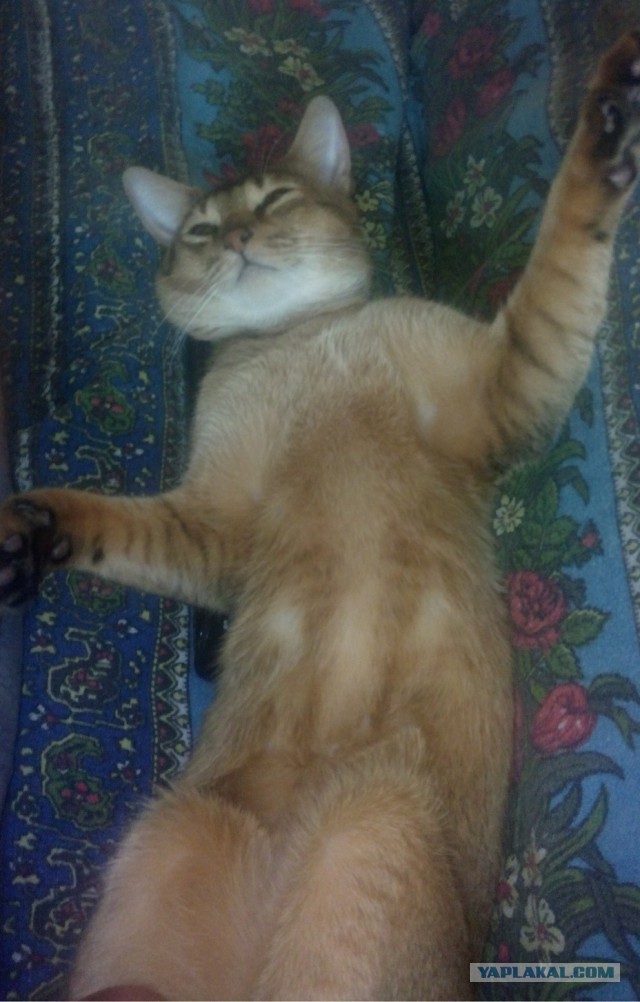 Котовторник  21.07.2015
