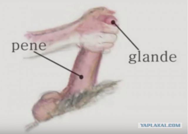 Como hacer llegar más sangre al glande