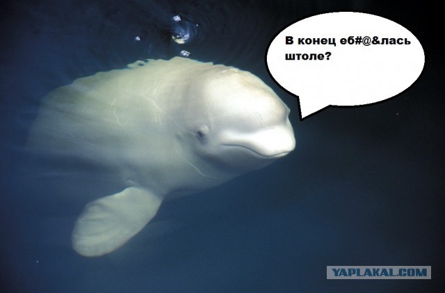 Матвиенко предлагает россиянам сменить Черное море