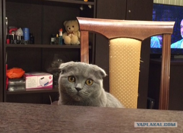 Котовторник 19.01.2016