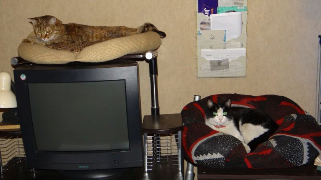 Котовторник 26.01.2016