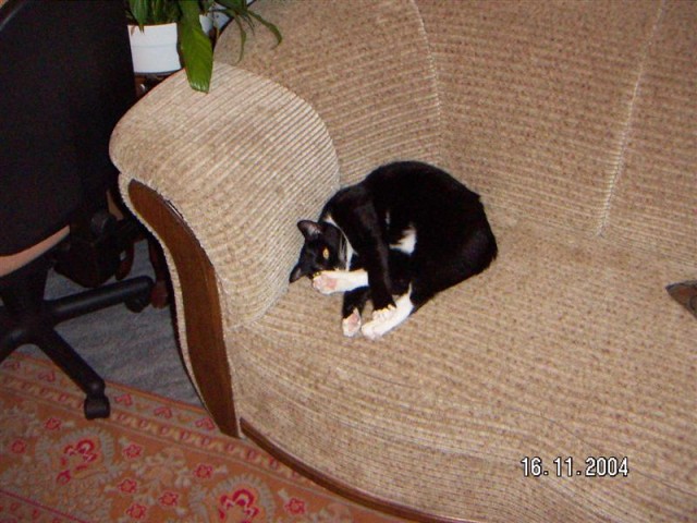 Коты, кошки, котята