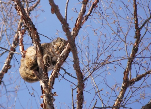 Весна пришла — коты прилетели!