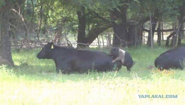 Подборка картинок из сети