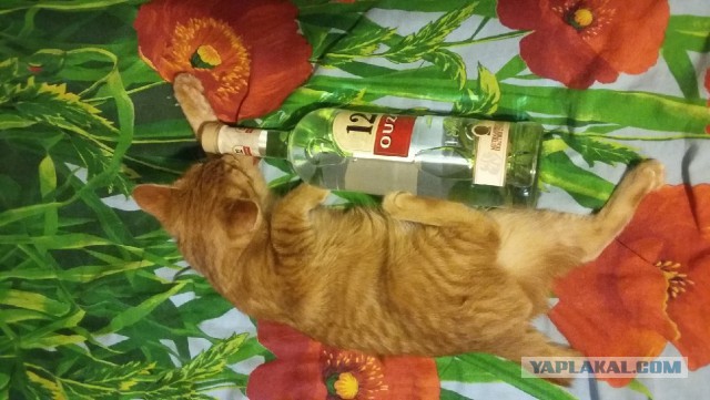 Рыжие о тщетности бытия.