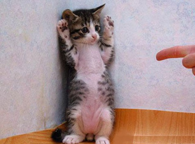 Коты из сети