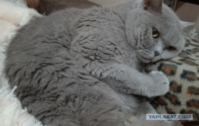 Котовторник  31.01.2017