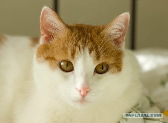 Котовторник  14.02.2017