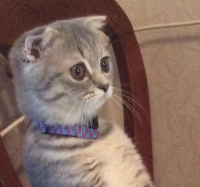 Коты и Кошки