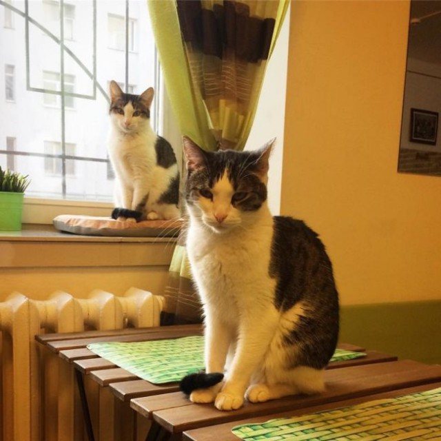 Коты и Кошки
