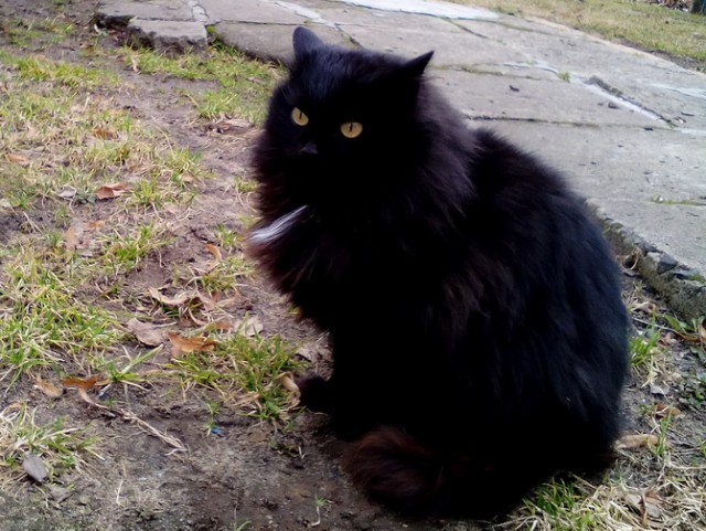 Котовторник 16.05.2017
