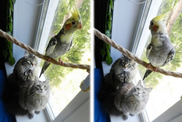 Коты и Кошки
