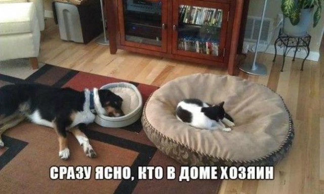 Коты и Кошки