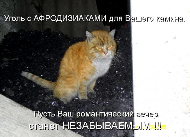 20 шикарных фотографий, в которых вся суть котов