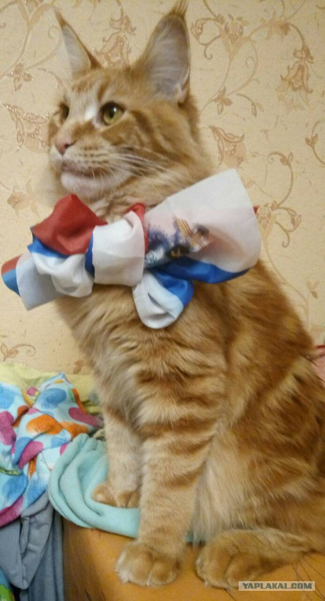 Котовторник  13.02.2018