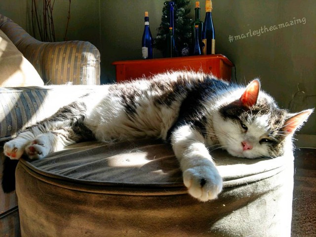 Котовторник 20.03.2018