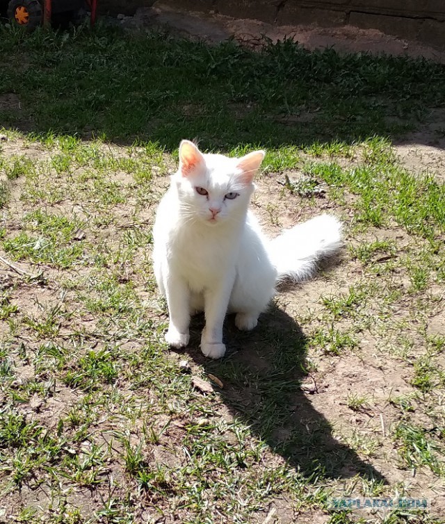 Котовторник 24.04.2018