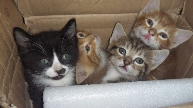 Котовторник 19.06.2018