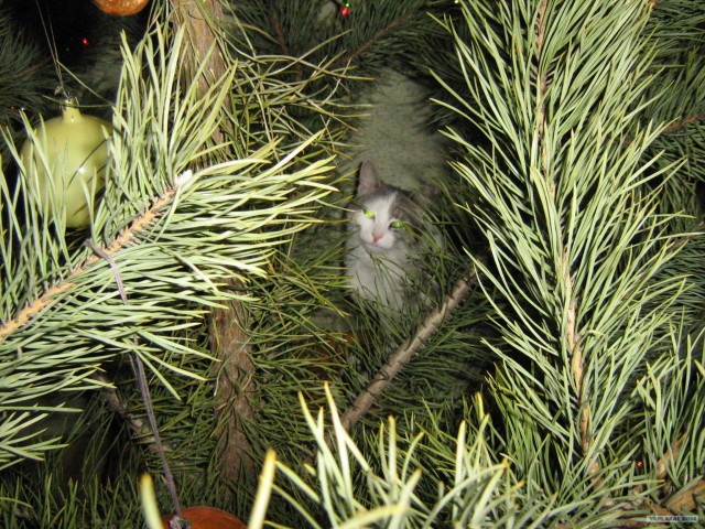 Новогодний КОТОВТОРНИК!