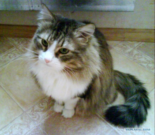 Забыли котовторник? А вот он!