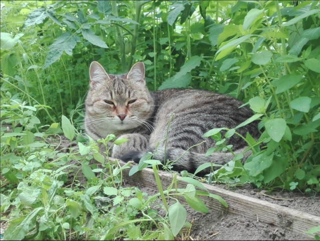 Немного милоты