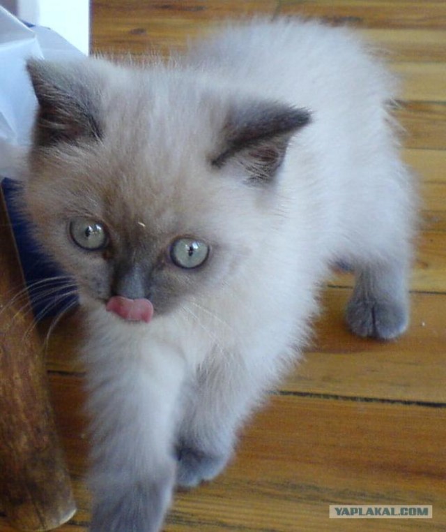 Котовторник (02.06.2009)