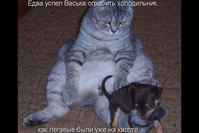 Кошки или собаки?