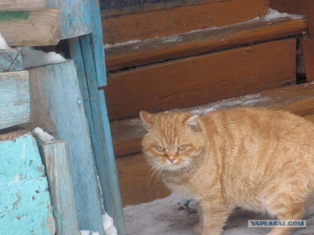 Котовторник стартует