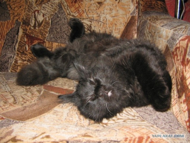 Начинаем котовторник!