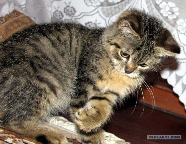 Первый котовторник июля