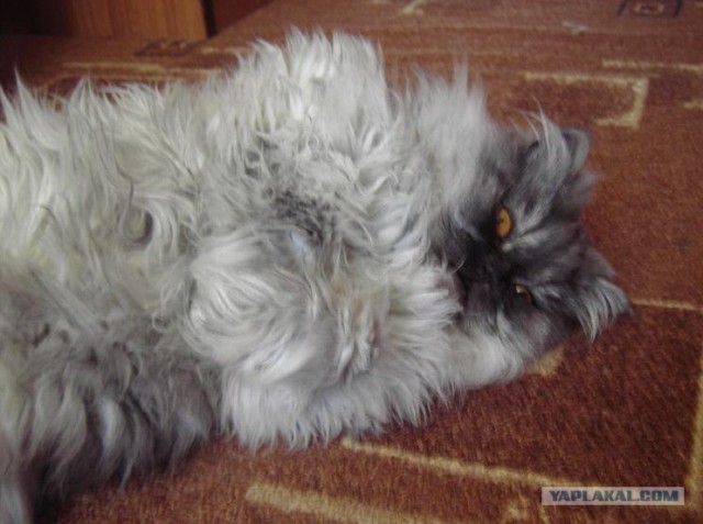 Коты до и после