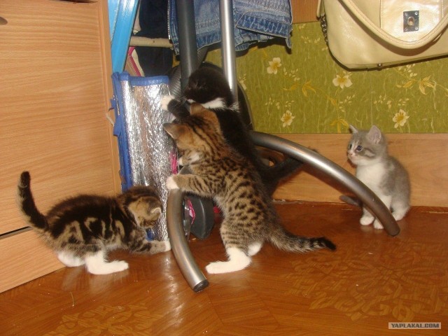 Котовторник (начало в супермаркете!)
