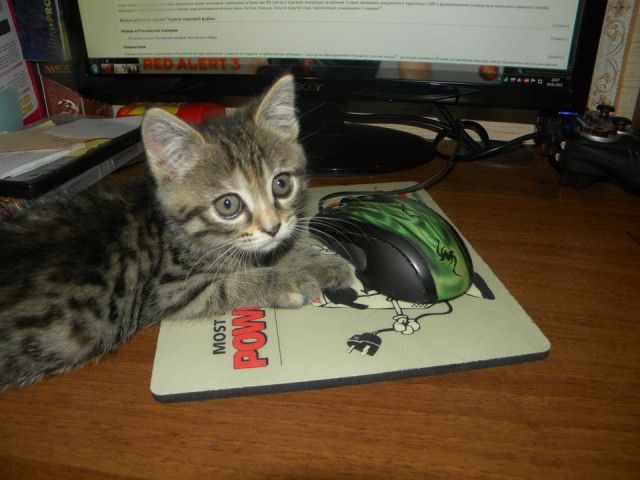 Котовторник 17 января