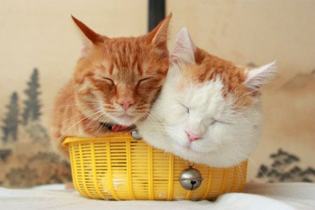 Котовторник (21.02.2012)