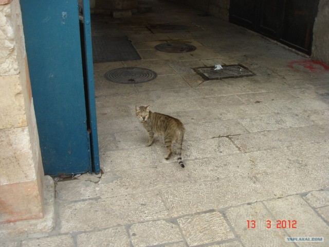 Котовторник 20.03.2012