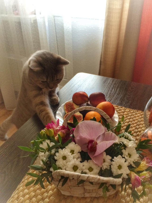 Живность из сети