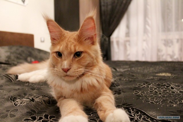 Котовторник 27.03.2012